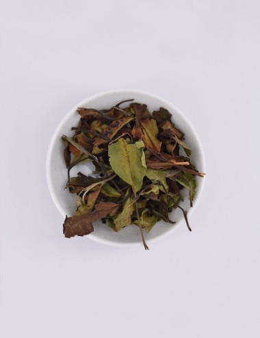 copy of GYOKURO SAEMIDORI